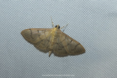 Omiodes pernitescens