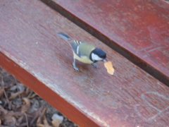 Parus major