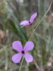 Tetratheca juncea