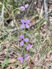Tetratheca juncea