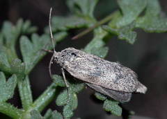 Urodoidea