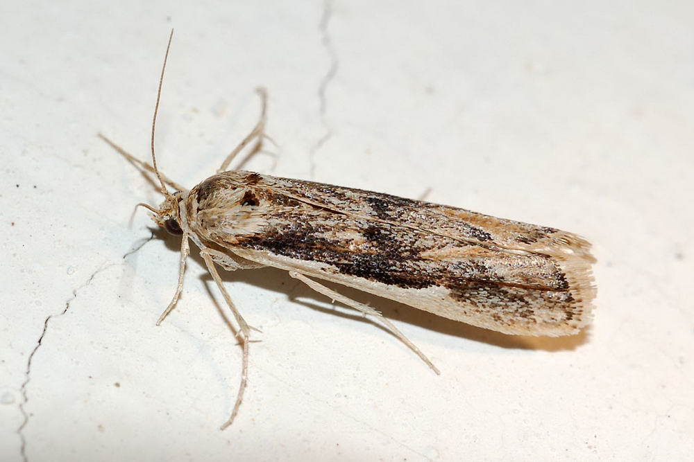 Ancylosis xylinella