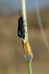 Brachodes lucida