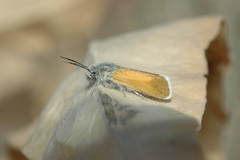 Brachodes lucida