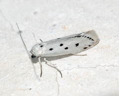 Ethmia quadrinotella