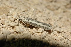 Ethmia vittalbella