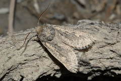 Barchaniella inspersus