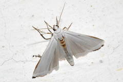 Myelois fuscicostella