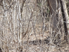 Callipepla douglasii