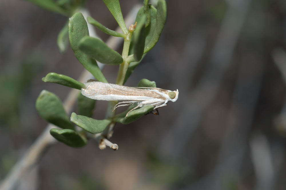 Ancylosis pallida