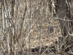 Callipepla douglasii