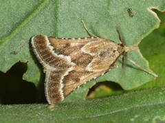 Synaphe turanicalis