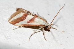 Turania pentodontalis