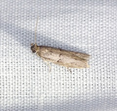 Copamyntis leptocosma