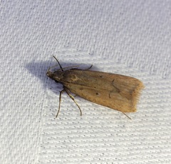 Dichomeris hamulifera