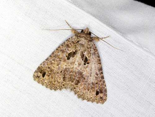 Erygia apicalis Guenée, 1852