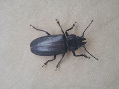 Mallodon spinibarbis