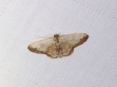 Idaea vacillata