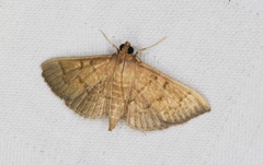 Omiodes tristrialis
