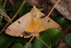 Ophiusa disjungens