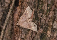 Throana pectinifer