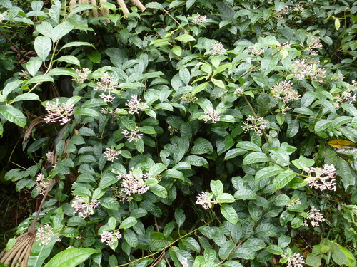 Chassalia laxiflora