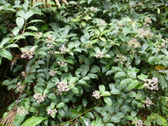 Chassalia laxiflora