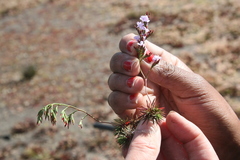 Limonium scabrum