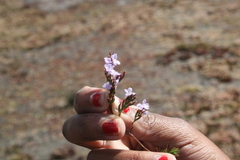 Limonium scabrum