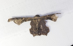 Monobolodes prunaria