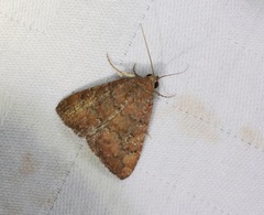 Acosmetia chinensis