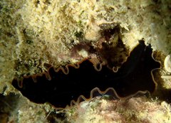 Pseudobiceros hancockanus