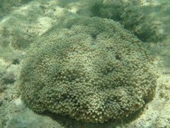 Euphyllia cristata