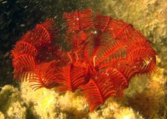 Crinozoa