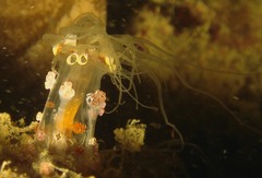 Alicia pretiosa