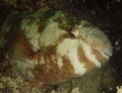 Scarus rivulatus