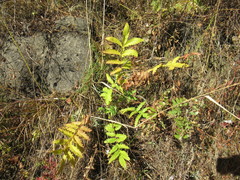 Potentilla longifolia