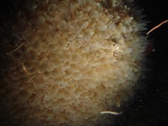 Physogyra lichtensteini