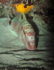 Parupeneus multifasciatus