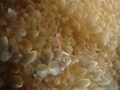 Physogyra lichtensteini