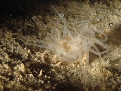 Isarachnanthus