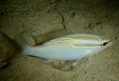 Scolopsis trilineata