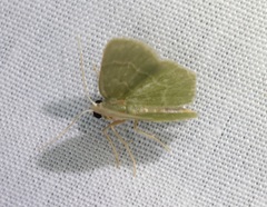 Idiochlora minuscula