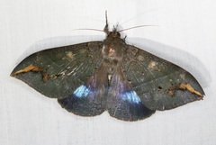 Ischyja manlia