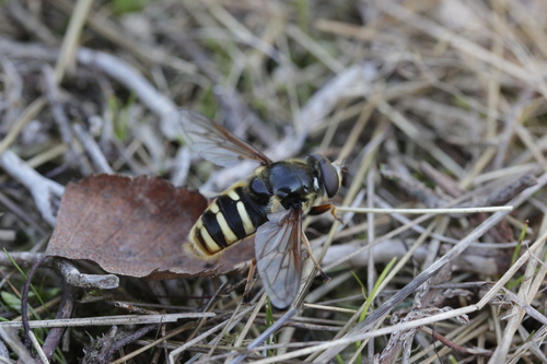 Yellow-barred Peat Hover Fly photo 3