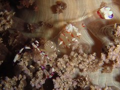 Ancylomenes holthuisi