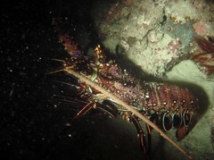 Panulirus longipes bispinosus