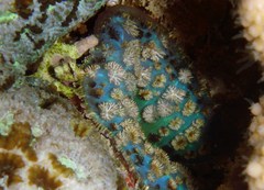 Rhodactis bryoides