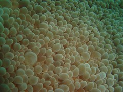 Physogyra lichtensteini