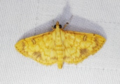 Pyrausta ochracealis